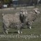 Mohair goats in the Hill Country of Texas in the spring.