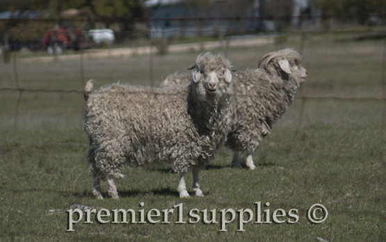 Mohair goats in the Hill Country of Texas in the spring.