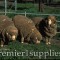 Merino stud rams in Queensland, Australia.