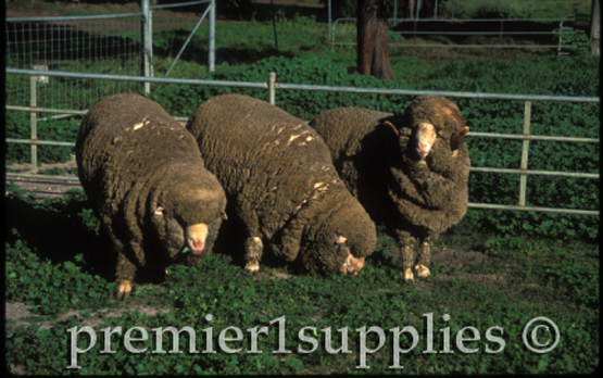 Merino stud rams in Queensland, Australia.