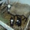Romanov ewe with her lambs. They are very prolific so this ewe is unusual in having only 2 lambs.