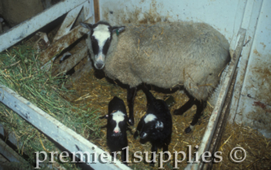 Romanov ewe with her lambs. They are very prolific so this ewe is unusual in having only 2 lambs.