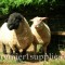 Suffolk pedigree ram near Great Malvern in England. 2006. Not sure of the breed of the smaller sheep.