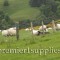 Hill ewes in Scotland in June 2007. Yellow shrub in the background is gorse-a thorny nasty plant.