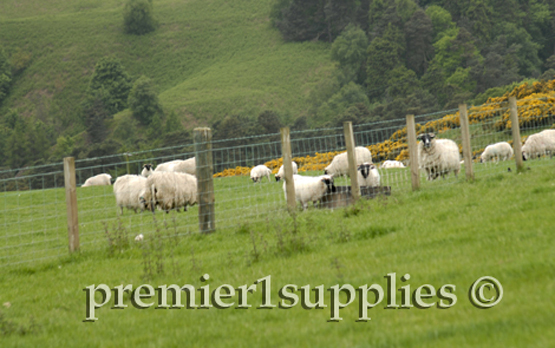 Hill ewes in Scotland in June 2007. Yellow shrub in the background is gorse-a thorny nasty plant.