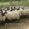 Ewes about to be shorn in Scotland in early June. Note the solid walls (so the sheep can't see out). This is part of a "bugle" layout with the corral becoming ever narrower.