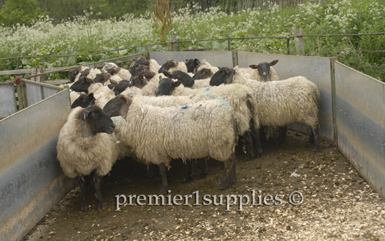 Ewes about to be shorn in Scotland in early June. Note the solid walls (so the sheep can't see out). This is part of a "bugle" layout with the corral becoming ever narrower.