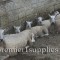 Another view of Hans Porksens Bluefaced Leicesters. Like all sheep of this breed they are unusually long and tall— but not muscular.