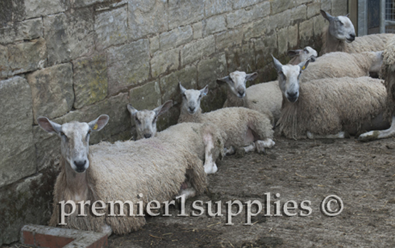 Another view of Hans Porksens Bluefaced Leicesters. Like all sheep of this breed they are unusually long and tall— but not muscular.