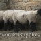 Hans Porksen's Suffolks. For years these sheep were at the top of the breed for EPD's.