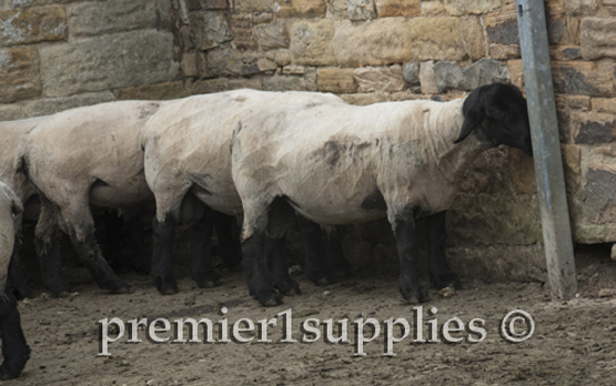 Hans Porksen's Suffolks. For years these sheep were at the top of the breed for EPD's.