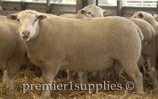 MeatLinc yearling rams at Henry Fell's farm near Thorganby, North Yorkshire. Henry created this breed 30 years previously because he was frustrated by the terminal sire breeds available then. It's now a recognized breed who's care, marketing and breeding is strictly controlled. Ownership has passed from Henry to his grandson, George Fell.  It's a remarkable story.  (Full disclosure: My wife and I have been very good friends of the Fells since 1987. I hope to include the MeatLinc story in our Guide in the future.)