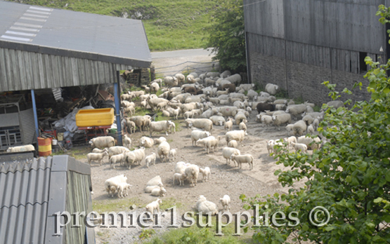 Farmstead of a sheep farm in the Peak district of England. This farm specialized in well-muscled animals - Beltex sheep and Belgian Blue cattle. Even the sheep owners (from Poland) were very well muscled-and great hosts. Photo from Premier's 2007 British sheep tour.