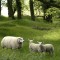 Beltex ewe and 2 lambs at the same farm in England's Peak District. Great set of lambs.