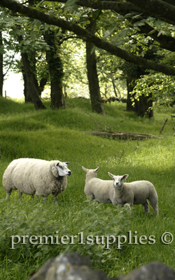 Beltex ewe and 2 lambs at the same farm in England's Peak District. Great set of lambs.