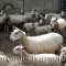 Blueface Leicester ewes and lambs on Hans Porksen's farm in northern England in June 2007. It was a stop on Premier's first sheep tour. They aren't as pretty as some breeds. Their rams are mated with hill sheep (Scottish Blackface and similar) to produce what is called "Mule" ewe lambs. This crossbred female was for years the gold standard for British lowland sheep farmers— prolific, lambed on its own, needed minimal care, milked well, good frame. It was/is mated to terminal sires like the Suffolk, Hampshire and MeatLinc.