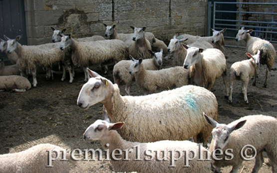 Blueface Leicester ewes and lambs on Hans Porksen's farm in northern England in June 2007. It was a stop on Premier's first sheep tour. They aren't as pretty as some breeds. Their rams are mated with hill sheep (Scottish Blackface and similar) to produce what is called "Mule" ewe lambs. This crossbred female was for years the gold standard for British lowland sheep farmers— prolific, lambed on its own, needed minimal care, milked well, good frame. It was/is mated to terminal sires like the Suffolk, Hampshire and MeatLinc.