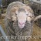 A Corriedale ram at the Royal Christchurch show in New Zealand. Also in 2008.