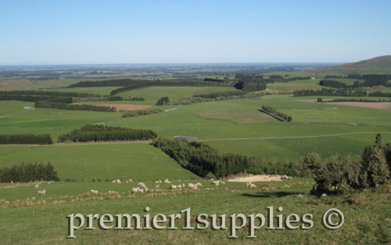 Looking down onto the Canterbury Plain on the South Island of New Zealand. It's great sheep country that's gradually being converted to dairy cattle (if they have irrigation rights) because the return/acre is higher and their is strong demand in China for milk powder. The trees are windbreaks to reduce the effect of the drying winds that occur here.