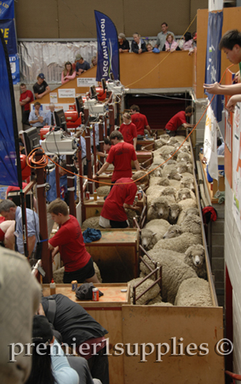 Shearing contest at the Royal Christchurch show in New Zealand in 2008. This photo shows sheep held just behind the shearing machines (on the left) waiting to be shorn.