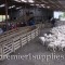 A small part of the sheep working facilities at Nokomai sheep station on the south island of New Zealand (north of Dunedin). Very impressive place and people. People in photo are US sheep folks on Premier sheep tour in 2008. Over 90,000 ewes on this hill sheep operation. Had it's own helicopter to help cover the area. The ewes lamb totally on their own in the hills. And, during the lambing season it is illegal for hikers and visitors to move through the hill country (it's marked on maps). Gold was discovered in the river that went through the station¬— but it was 40 feet below the river bed. So they moved a few miles of the river and excavated the gold-bearing material!