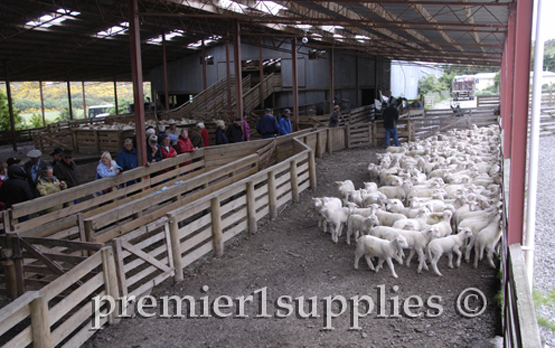 A small part of the sheep working facilities at Nokomai sheep station on the south island of New Zealand (north of Dunedin). Very impressive place and people. People in photo are US sheep folks on Premier sheep tour in 2008. Over 90,000 ewes on this hill sheep operation. Had it's own helicopter to help cover the area. The ewes lamb totally on their own in the hills. And, during the lambing season it is illegal for hikers and visitors to move through the hill country (it's marked on maps). Gold was discovered in the river that went through the station¬— but it was 40 feet below the river bed. So they moved a few miles of the river and excavated the gold-bearing material!