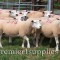 Texel ewes in England in early August of 2006