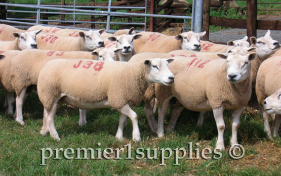 Texel ewes in England in early August of 2006