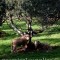 Sheep under an olive tree near Les Baux in Provence in France. Don't know the precise breed.  Just liked the scene.
