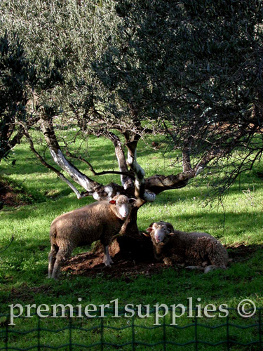 Sheep under an olive tree near Les Baux in Provence in France. Don't know the precise breed.  Just liked the scene.