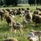 Ewes with lambs in Provence in France in 2000. However, this is mid-November. So these lambs dropped in Oct. Again I don't know the precise breed.