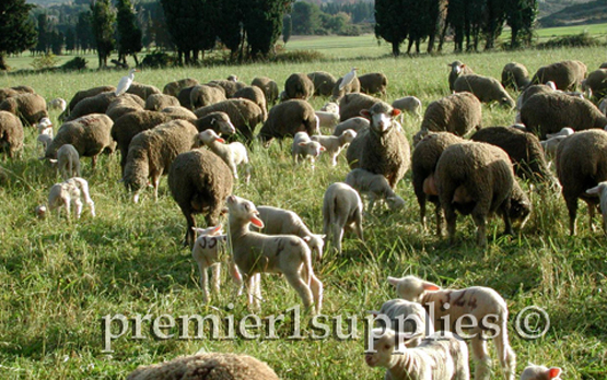 Ewes with lambs in Provence in France in 2000. However, this is mid-November. So these lambs dropped in Oct. Again I don't know the precise breed.