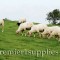 Newly shorn Charolais ewes with a Suffolk ram in Ireland.