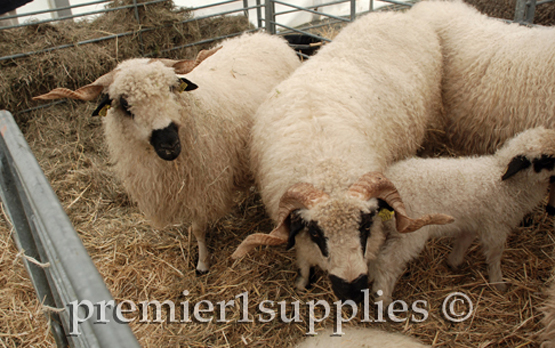 Valais Black Nose sheep in France. I don't know how productive they are but they surely have visual appeal! Photo taken on Premier's French sheep tour in 2011 at Tech Ovine near Bellac, France. This show was much larger than we expected and is well worth the visit if you speak French. If you don't you will urgently long for a personal interpreter!