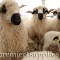 Another view of Valais Black Nose sheep. Eye-catching, without a doubt. Stick-makers would love their horns. But I wouldn't like to shear them, or work on them in a handling chute (race).