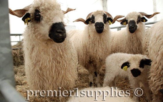 Another view of Valais Black Nose sheep. Eye-catching, without a doubt. Stick-makers would love their horns. But I wouldn't like to shear them, or work on them in a handling chute (race).