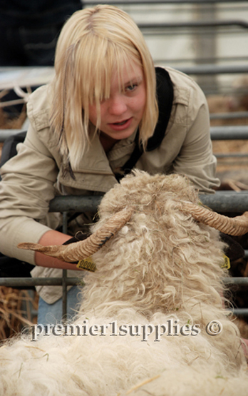 Maren Boyer, daughter of Tom and Carrie Boyer of Utah up close and personal with  a Valais Black Nose sheep.