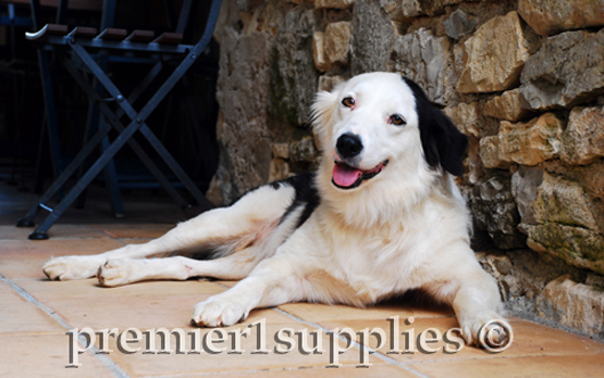 Obviously this is a Border Collie. Happens to be in France. Like most sheep folks around the world, this unique breed impresses, fascinates and intrigues. It's one British product that the French are willing to import and use. 