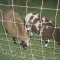 Finn Cross lambs raised by Pierce D. of Pennsylavania. This backyard crop's destination was Pierce's freezer. 