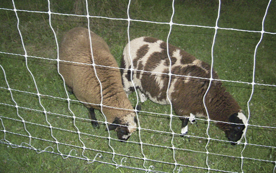 Finn Cross lambs raised by Pierce D. of Pennsylavania. This backyard crop's destination was Pierce's freezer. 