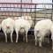 North Country Cheviot and Katahdin cross from Terri Z. of Idaho. She was visiting a friend's flock and found these pregnant ewes feeding. 