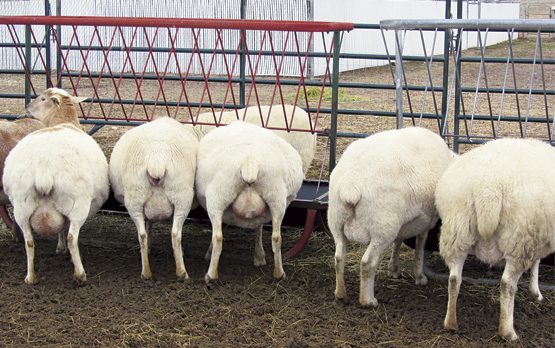 North Country Cheviot and Katahdin cross from Terri Z. of Idaho. She was visiting a friend's flock and found these pregnant ewes feeding. 