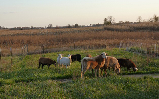 Here is my purebred Katahdin ram at 11 months old being introduced to the mixed hair ewes last October (2011).  He did well with 6 ewes (3 maiden) and produced 183% live births.  Carol Baker of New Ross, Indiana.