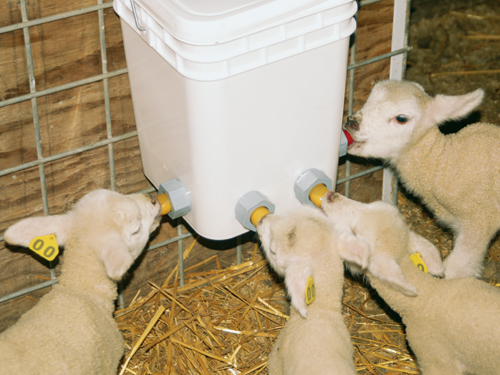 very easy to use  Orphan Lamb Feeder NEW Lamb Milk Feeder with Heater 