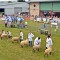 Royal Welsh Show. Photo taken by A. Richard  Cobb.