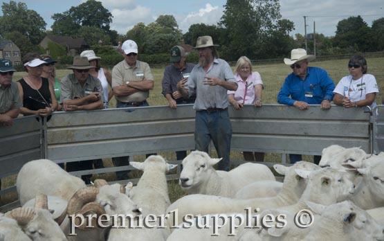 Tim White shares details on his superb Elxana ewe flock. 