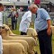 Oxford Down showing. Photo taken by A. Richard  Cobb.