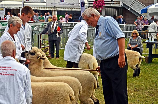 Oxford Down showing. Photo taken by A. Richard  Cobb.