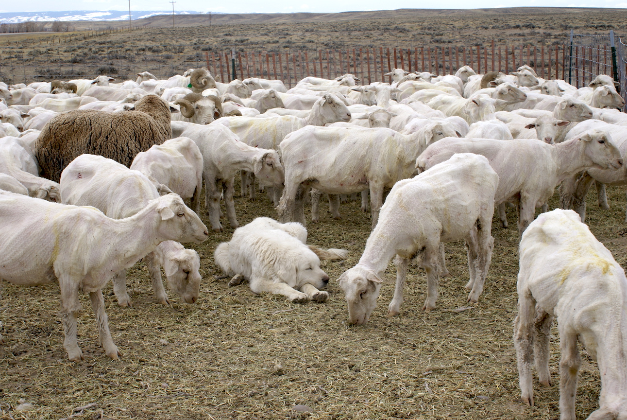 what dogs are good with sheep