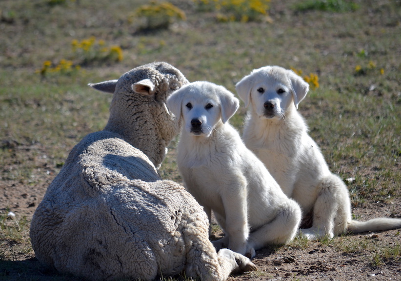 what dogs are good with sheep